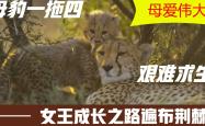 开云平台-瓦伦西亚艰难求胜:是否能够打破连败劣势？的简单介绍