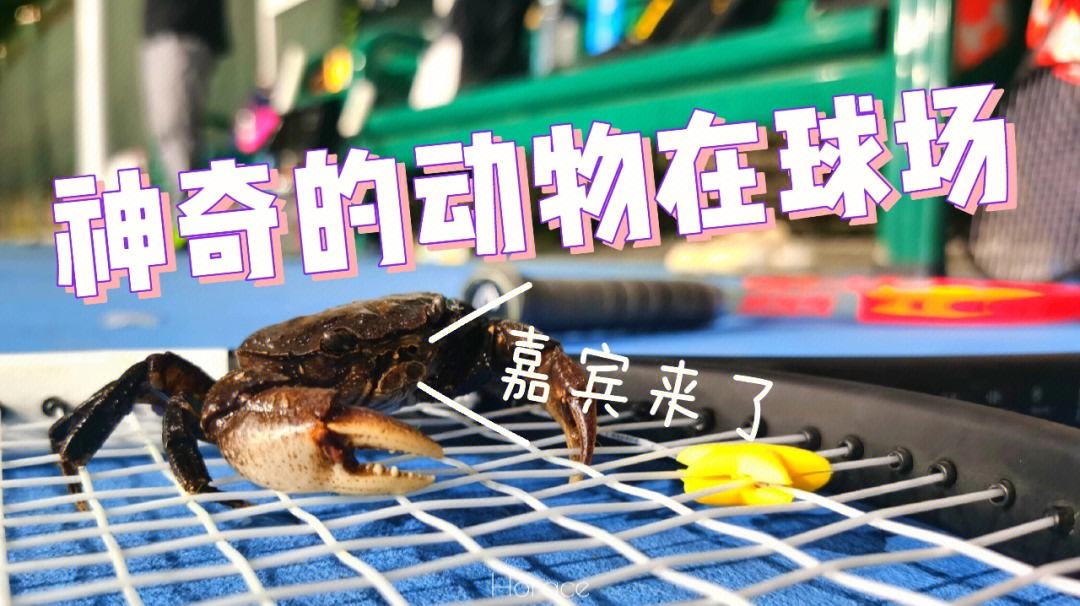 包含神奇一役点燃球场，风云激荡的词条